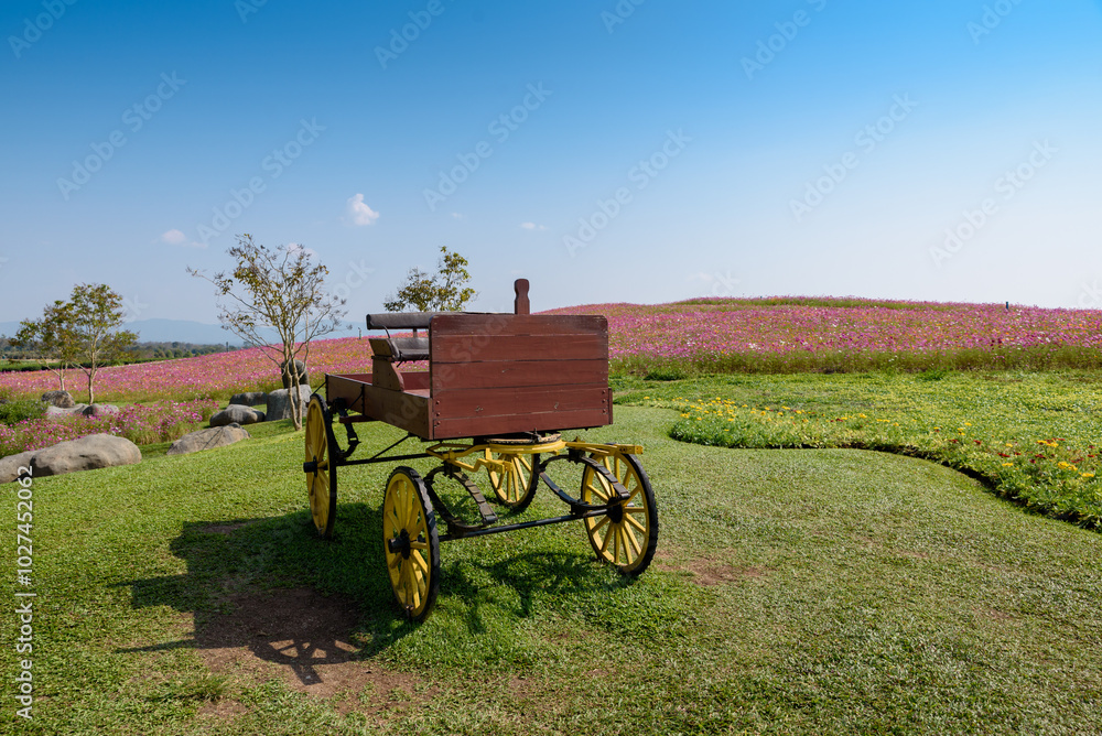 Obraz premium old carriage with beautiful cosmos flowers background