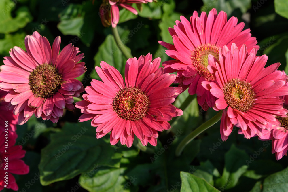 beautifel flowers