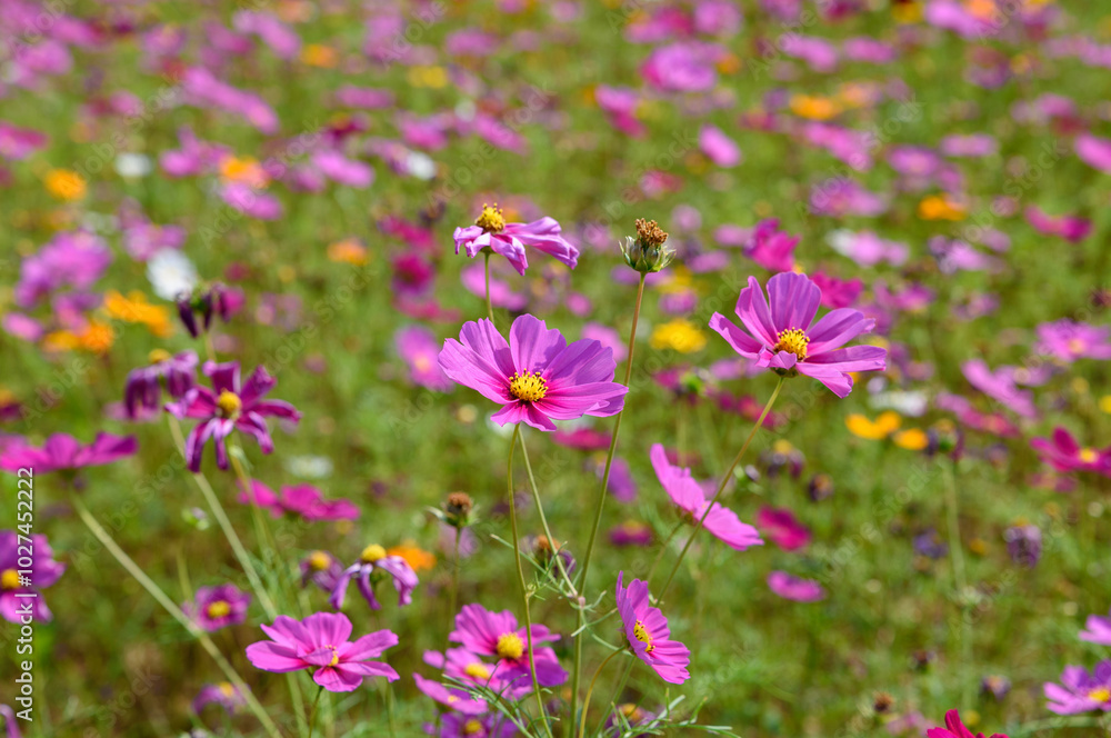 Beautiful cosmos flowers field at Singha Park Chiang Rai, Thailand Beautiful cosmos flowers field at Singha Park Chiang Rai, Thailand