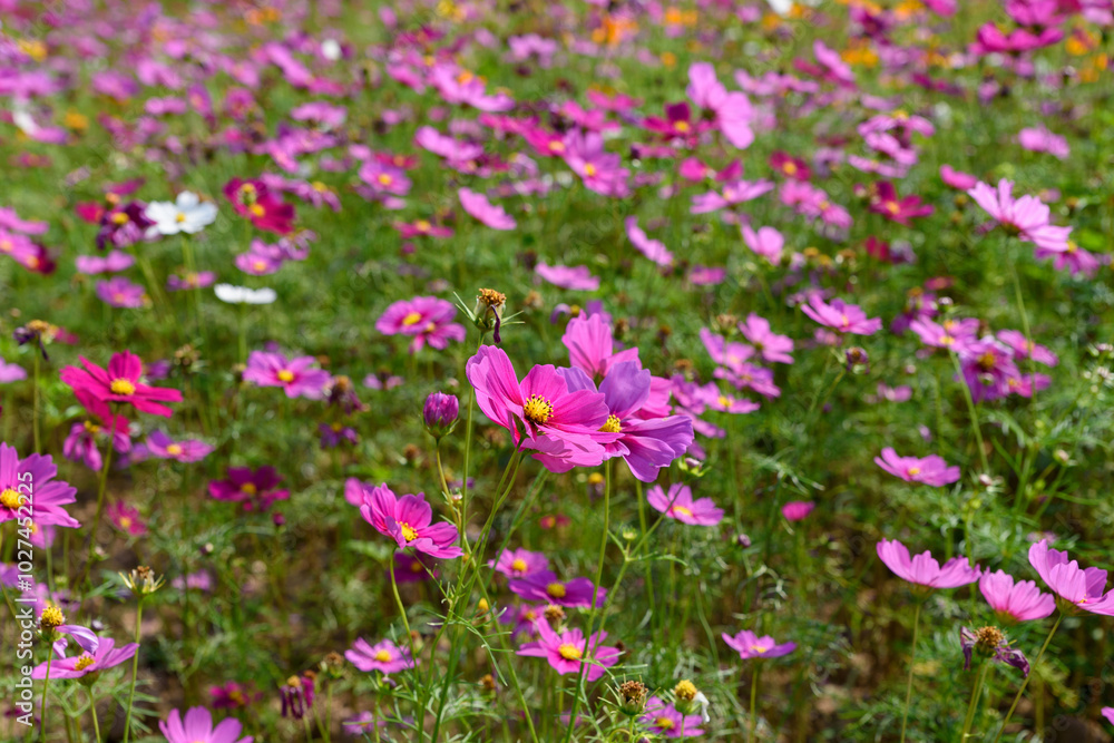 Beautiful cosmos flowers field at Singha Park Chiang Rai, Thailand Beautiful cosmos flowers field at Singha Park Chiang Rai, Thailand