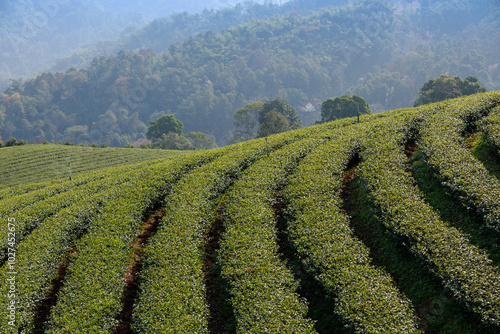 Green tea plantations in Thailnad