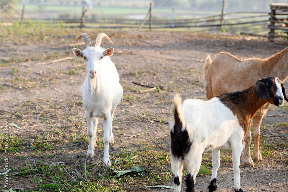 Obraz premium Goat