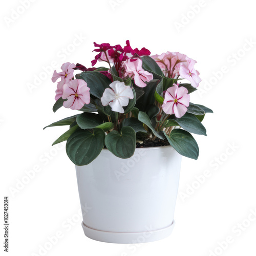 Wallpaper Mural pink cyclamen in a pot transparent background Torontodigital.ca