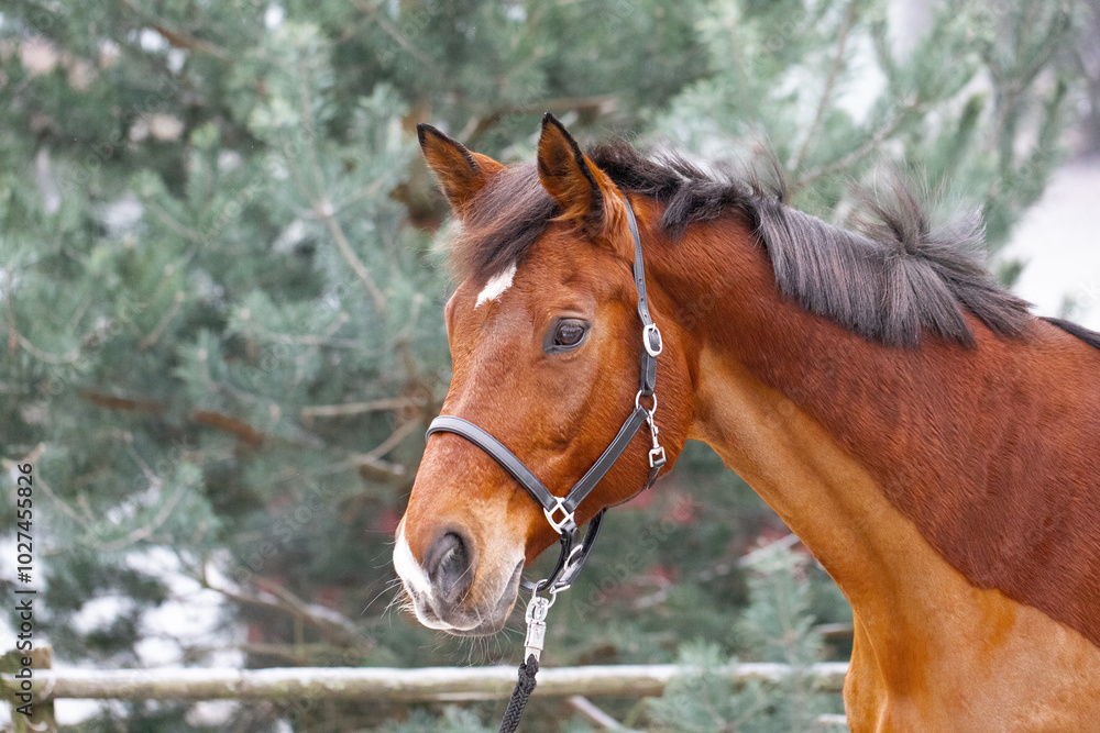 Porträt eines Trakehner Wallachs mit Halfter Porträt eines Trakehner Wallachs mit Halfter