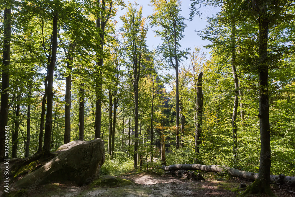 Old beeches in mountain forest with separate stones and rocks Old beeches in mountain forest with separate stones and rocks
