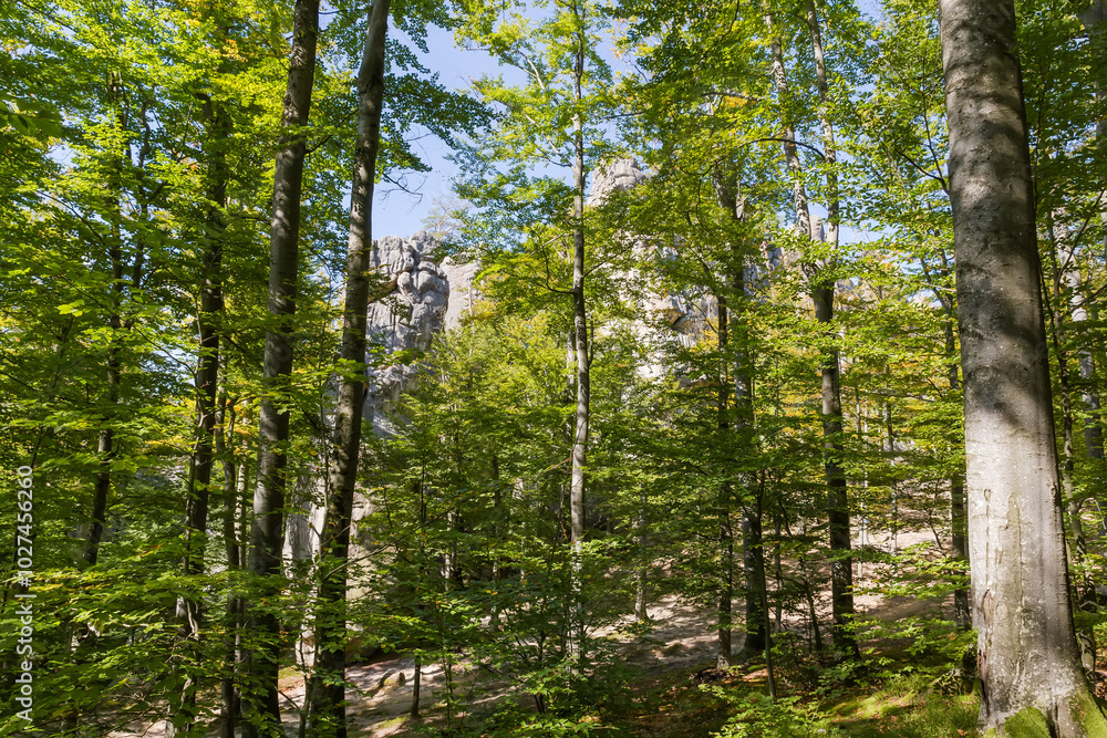 Obraz premium Old beeches in mountain forest with high separate rocky ledges