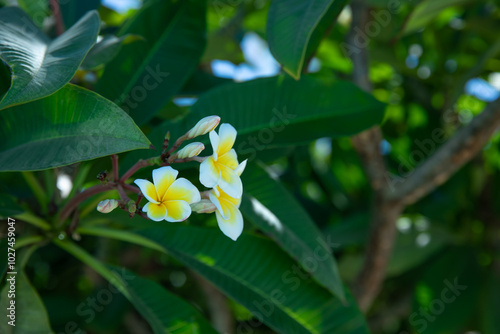 White plumeria flowers with green leaves photo