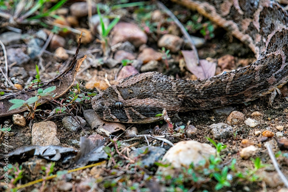Puff adder snake in close up on garden ground Puff adder snake in close up on garden ground