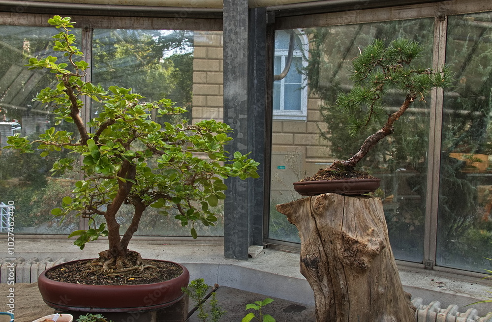 Bonsai exhibition in the University-run botanical garden in Prague, Czech republic, Europe
Bonsai exhibition in the University-run botanical garden in Prague, Czech republic, Europe