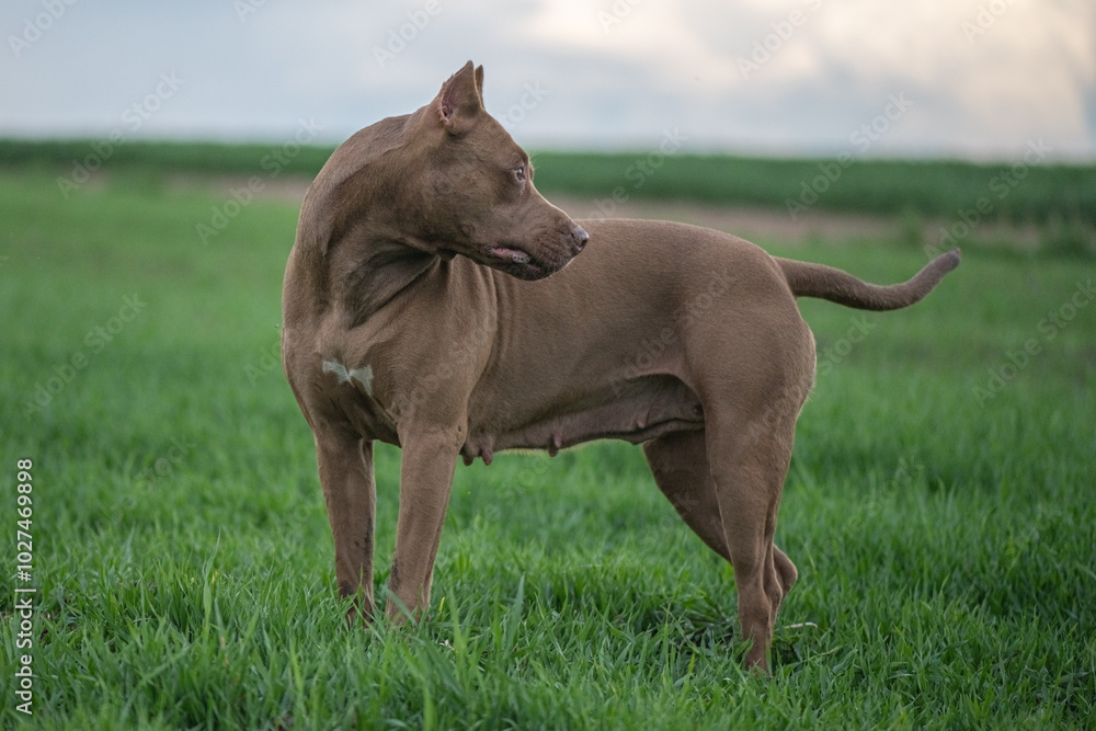 American Pit Bull Terrier runs across an autumn field. American Pit Bull Terrier runs across an autumn field.