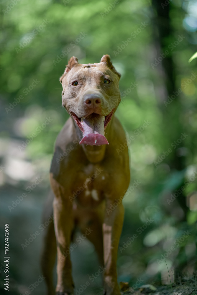 American Pit Bull Terrier runs across an autumn field. American Pit Bull Terrier runs across an autumn field.