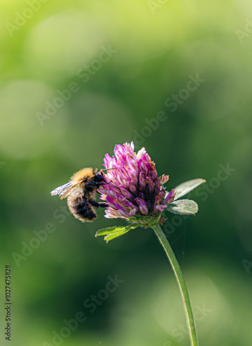 Closeup of a bumblebee landing on a pink flower
