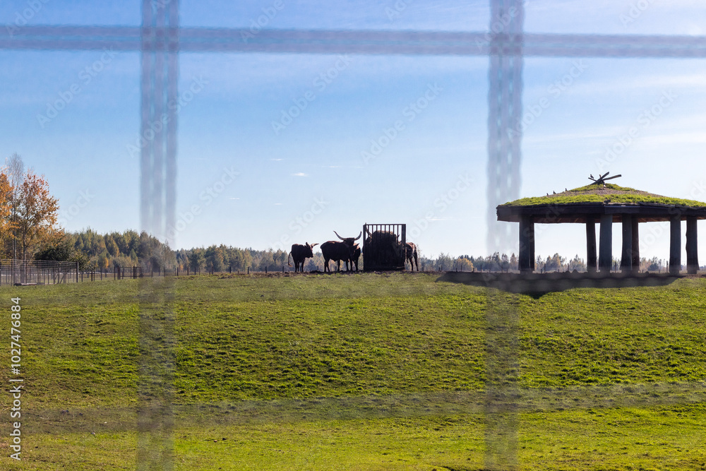 Shot of the cattle breed with huge horns. Animals