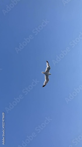 flight of seagull in background blue sky