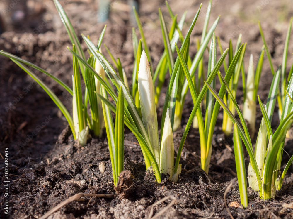 Fototapeta premium green sprouts of flowers