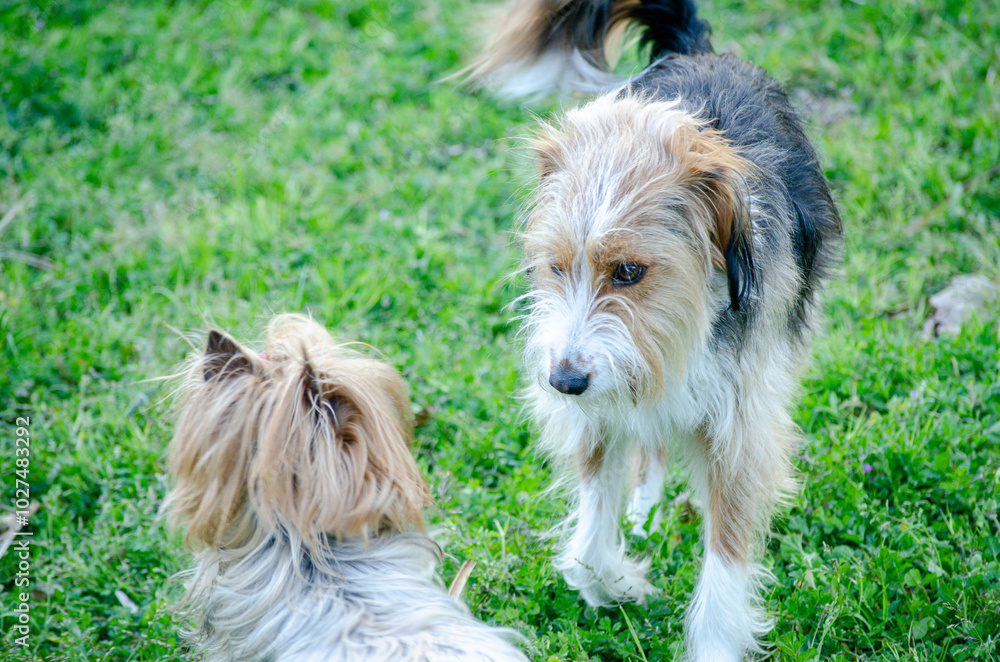 two small dogs getting to know each other in a canine park two small dogs getting to know each other in a canine park