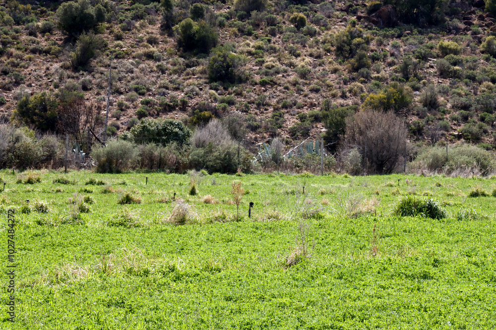 Lucerne field in the Karoo near Nxuba (Cradock) in South Africa Lucerne field in the Karoo near Nxuba (Cradock) in South Africa