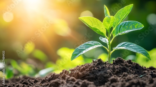 a tiny plant growing in nutrient rich soil sunlight