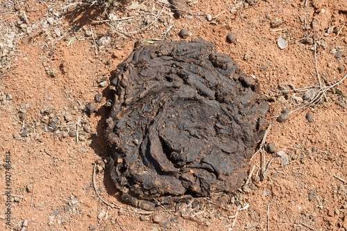 Faeces from cattle in the Karoo South Africa