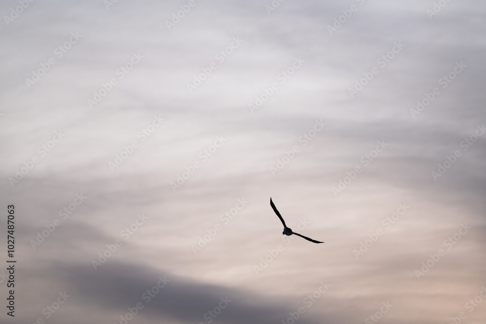 Single cormorant flying in the sky Single cormorant flying in the sky