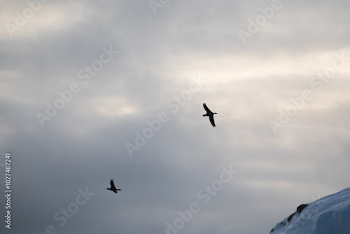 Single cormorant flying in the sky photo