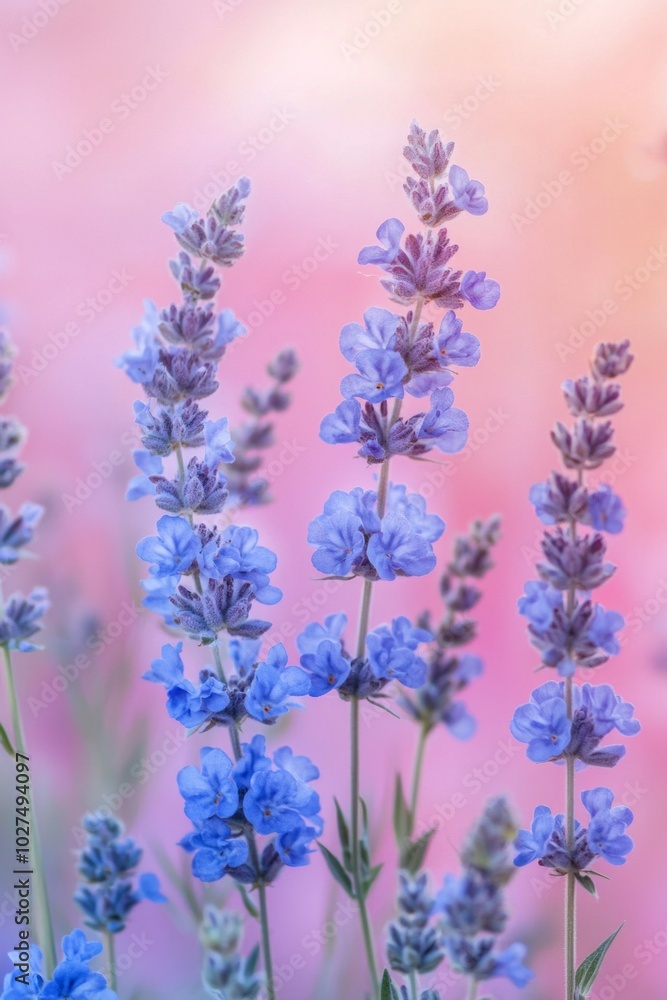 Obraz premium A close-up of delicate blue flowers, with a pastel-colored background.