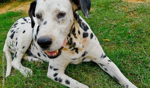 dog Dalmatian 
