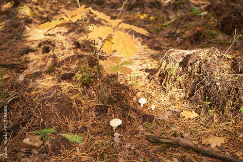 muchomor cytrynowy, Amanita citrina Pers. photo