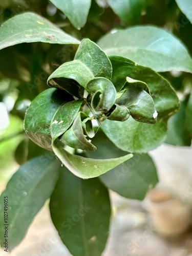 This looks like leaf curl, which can be caused by various factors like pests, diseases, or environmental stress.