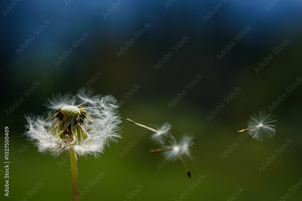 Obraz premium Pustelblume