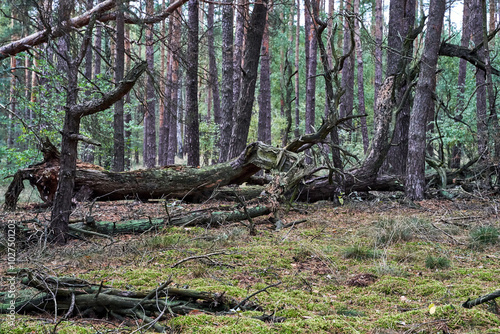 fallen trees in dense pine forest during autumn