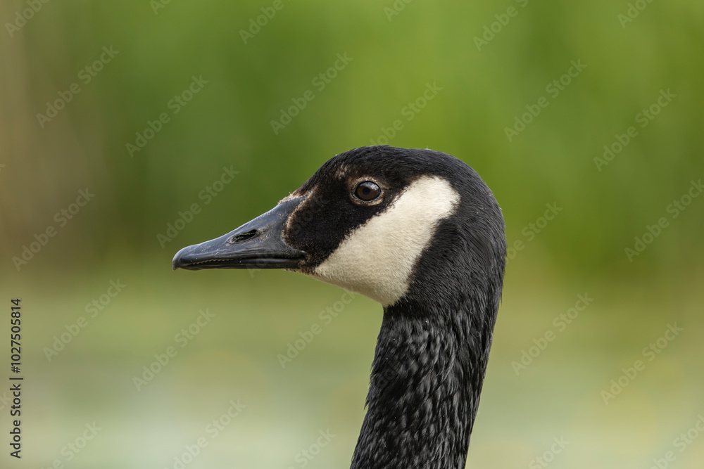 canada goose branta canadensis,common european waterfowl canada goose branta canadensis,common european waterfowl