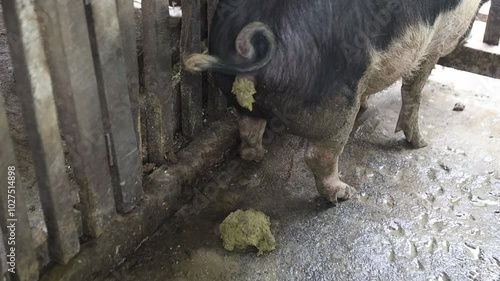 Pig pooping gets its excreta scooped up indise a pig pen photo