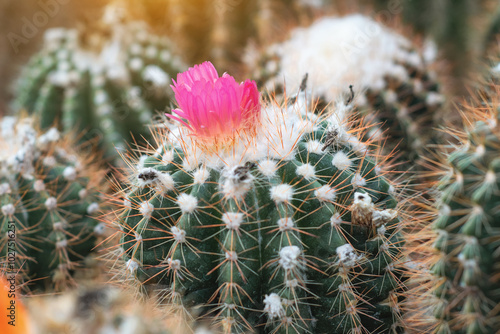 cactus close up