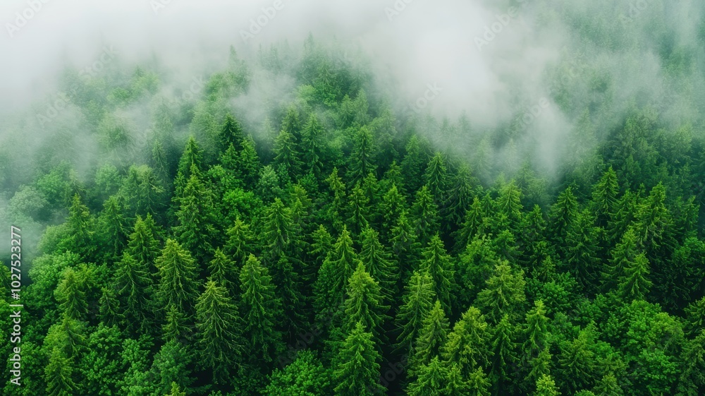 Lush green forest canopy surrounded by fog, creating a serene nature landscape. Lush green forest canopy surrounded by fog, creating a serene nature landscape.