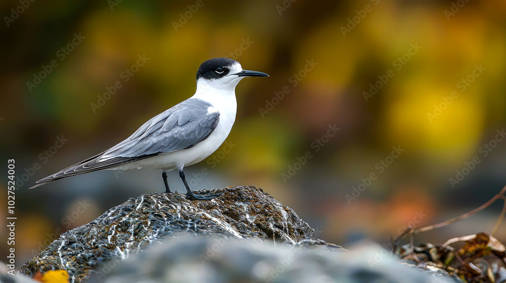 A black-capped tern perched on a rock with a blurry background of fall foliage. A black-capped tern perched on a rock with a blurry background of fall foliage.
