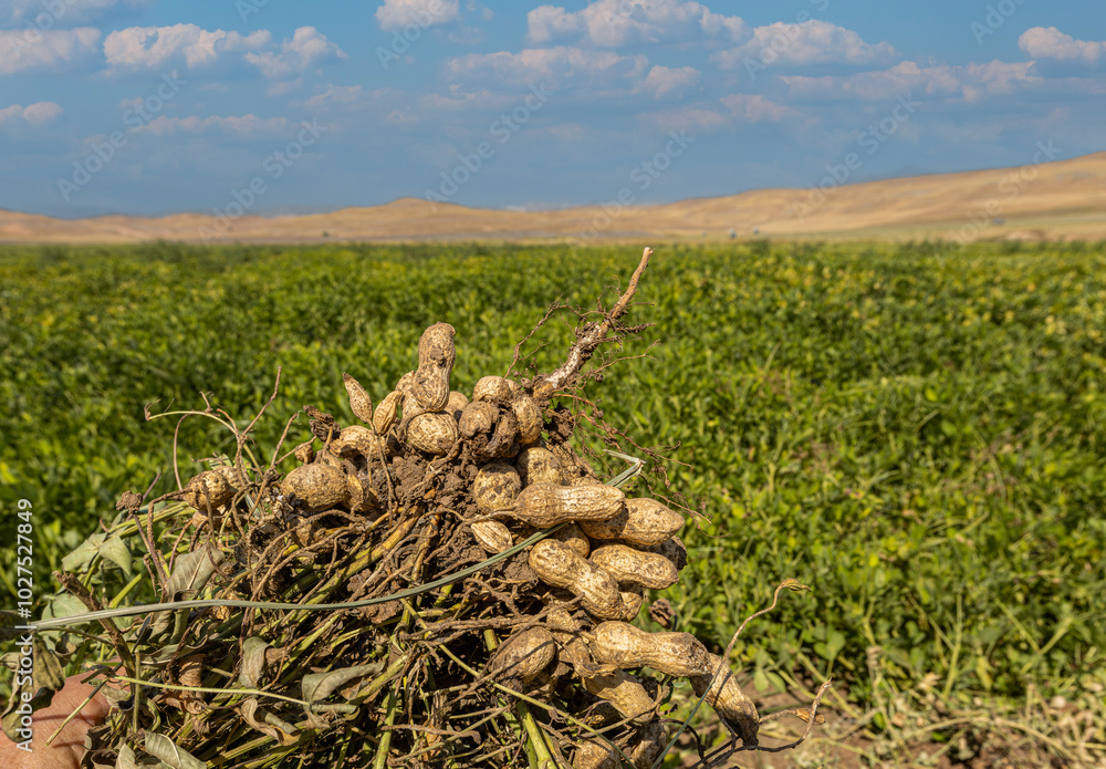 Peanut field in Osmaniye, Türkiye.