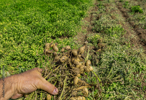 Peanut field in Osmaniye, Türkiye. photo