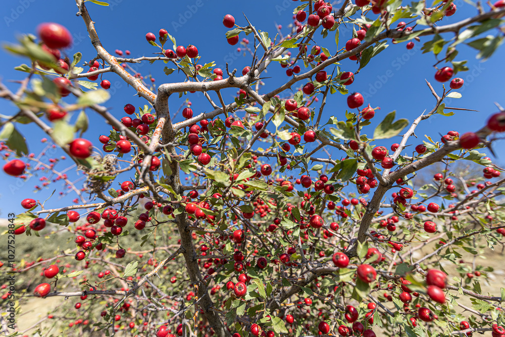 A detailed macro shot capturing vibrant red hawthorn berries in their autumnal glory. These ripe berries are not only beautiful, they also have medicinal properties.