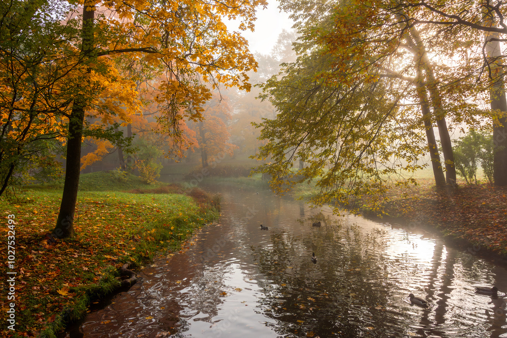 Fototapeta premium Morning autumn fog in Alexander park in Tsarskoe Selo (Pushkin), St. Petersburg, Russia