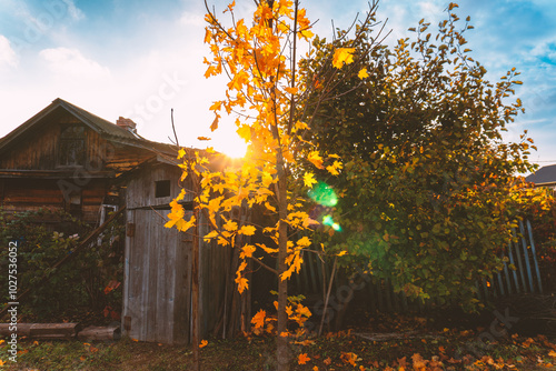 Golden autumn in the garden. Harvesting. Preparing for the winter season in the vegetable garden. Yellow foliage. Old barn. Rustic natural fall garden. Background with copyspace.
