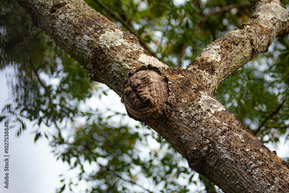 Ghostly structure in the shape of a human face on the trunk of an old tree Ghostly structure in the shape of a human face on the trunk of an old tree