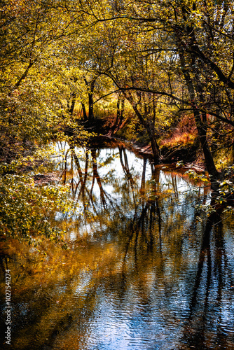 autumn trees reflected in water