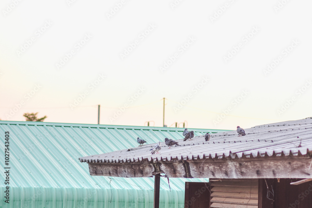 Several grey pigeons are on the tiled roof. Several grey pigeons are on the tiled roof.