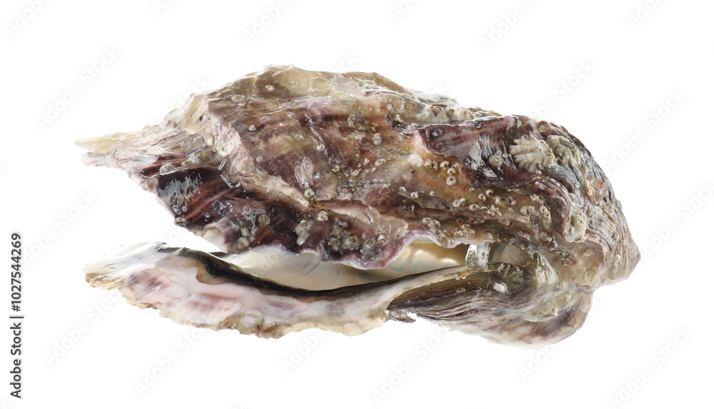 One raw oyster isolated on white. Sea food One raw oyster isolated on white. Sea food