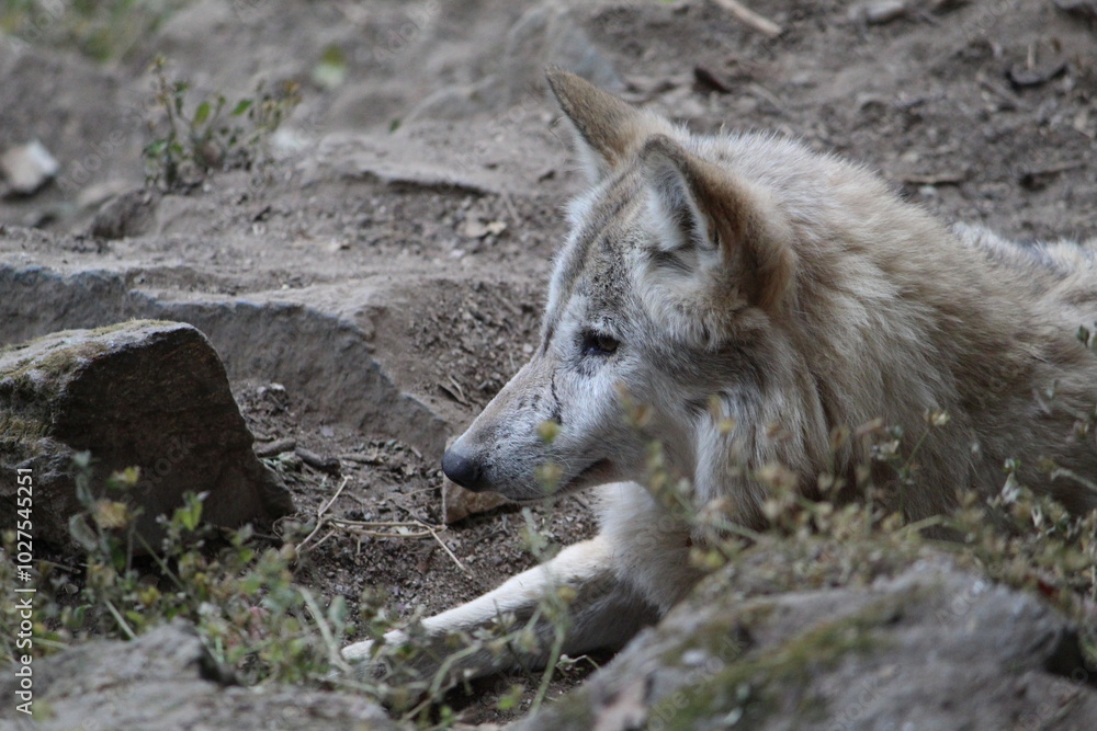 Fototapeta premium Tibetan, Wolf,in the padmaja naidu, himalayan, zoo