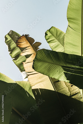 banana leaves in the sun
