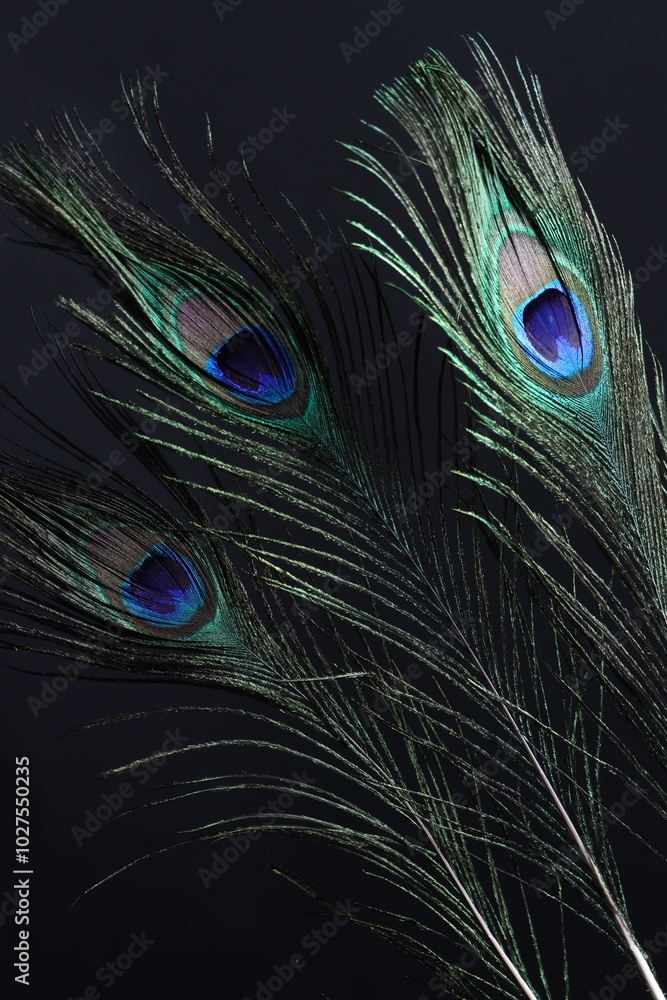 Fototapeta premium Three beautiful peacock feathers on black background, closeup