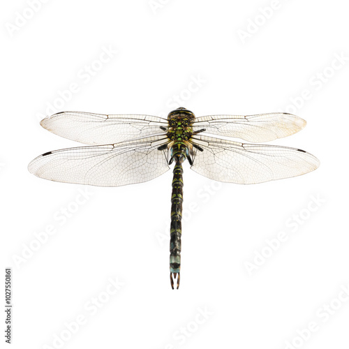 One dragonfly isolated on white. Beautiful insect