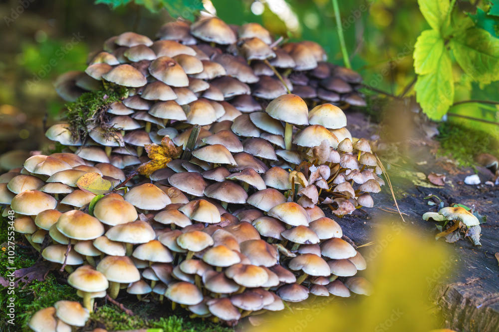 Eine Gruppe gelber Pilze hat sich auf einem Baumstamm niedergelassen